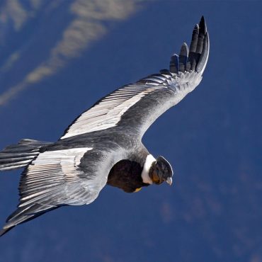 Colca Canyon